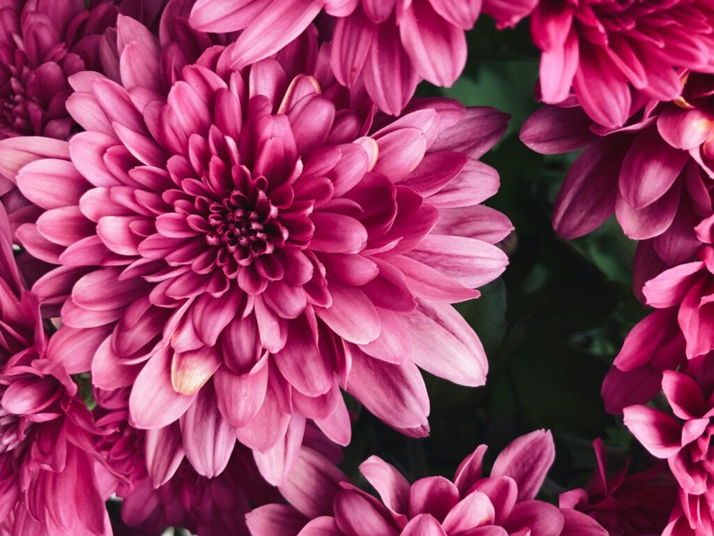 Inkoper Snijbloemen